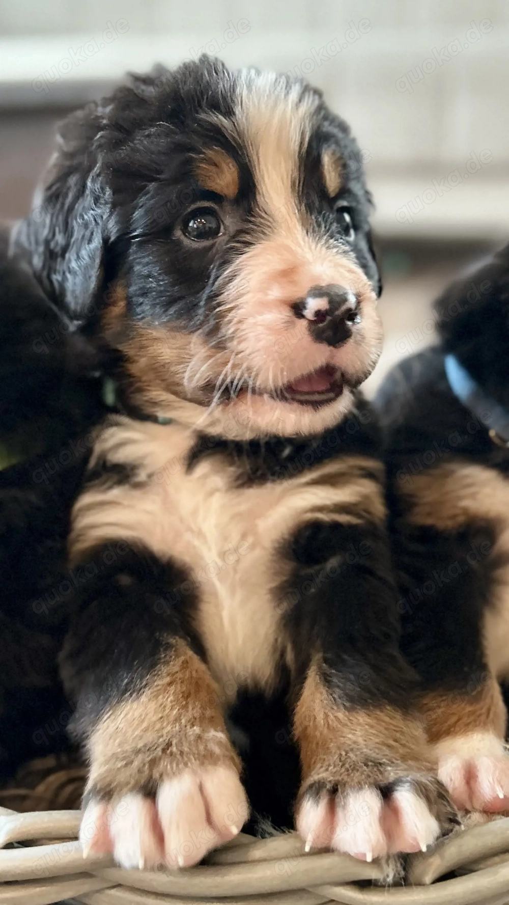 Berner-Sennen Welpen- nur noch 4 Rüden!