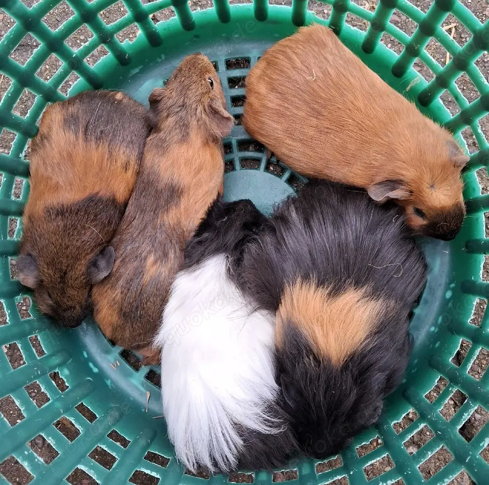 Meerschweinchen Weibchen 