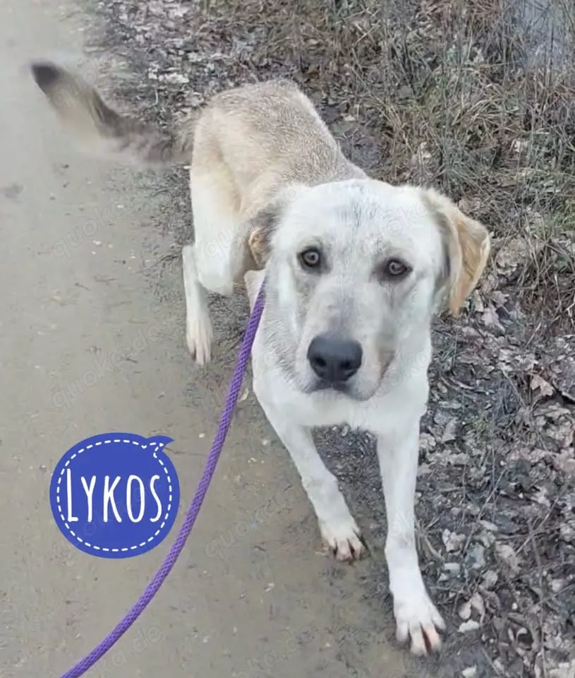 Lykos, wunderhübscher Labrador Polarhund Mix