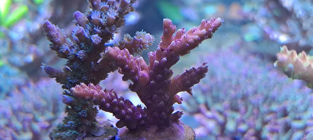 Acropora Set Meerwasser Korallen 