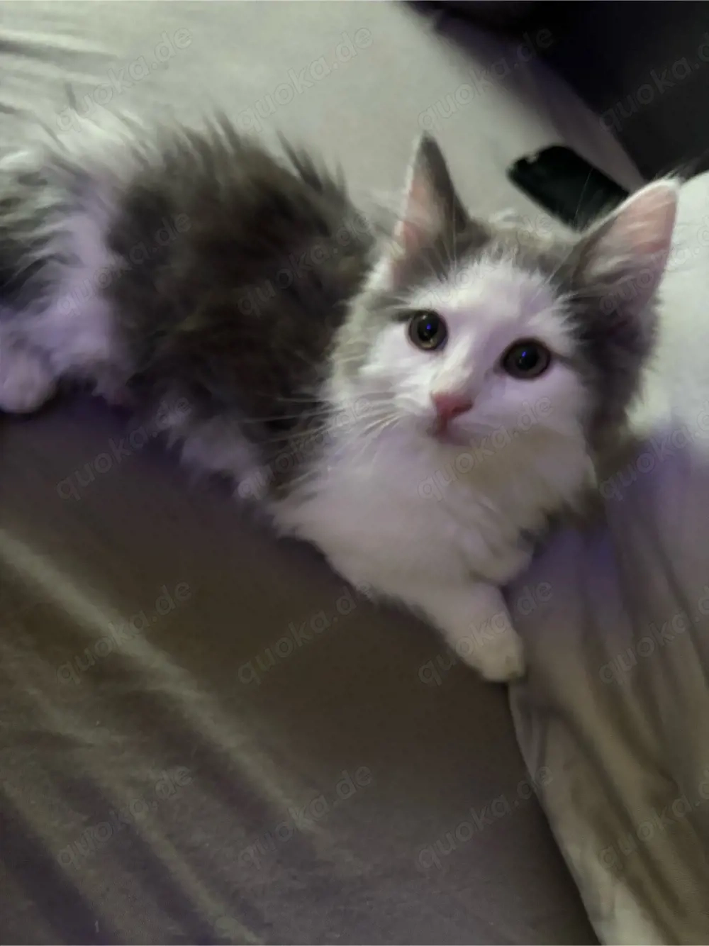 3 katzen babys abgzugeben 