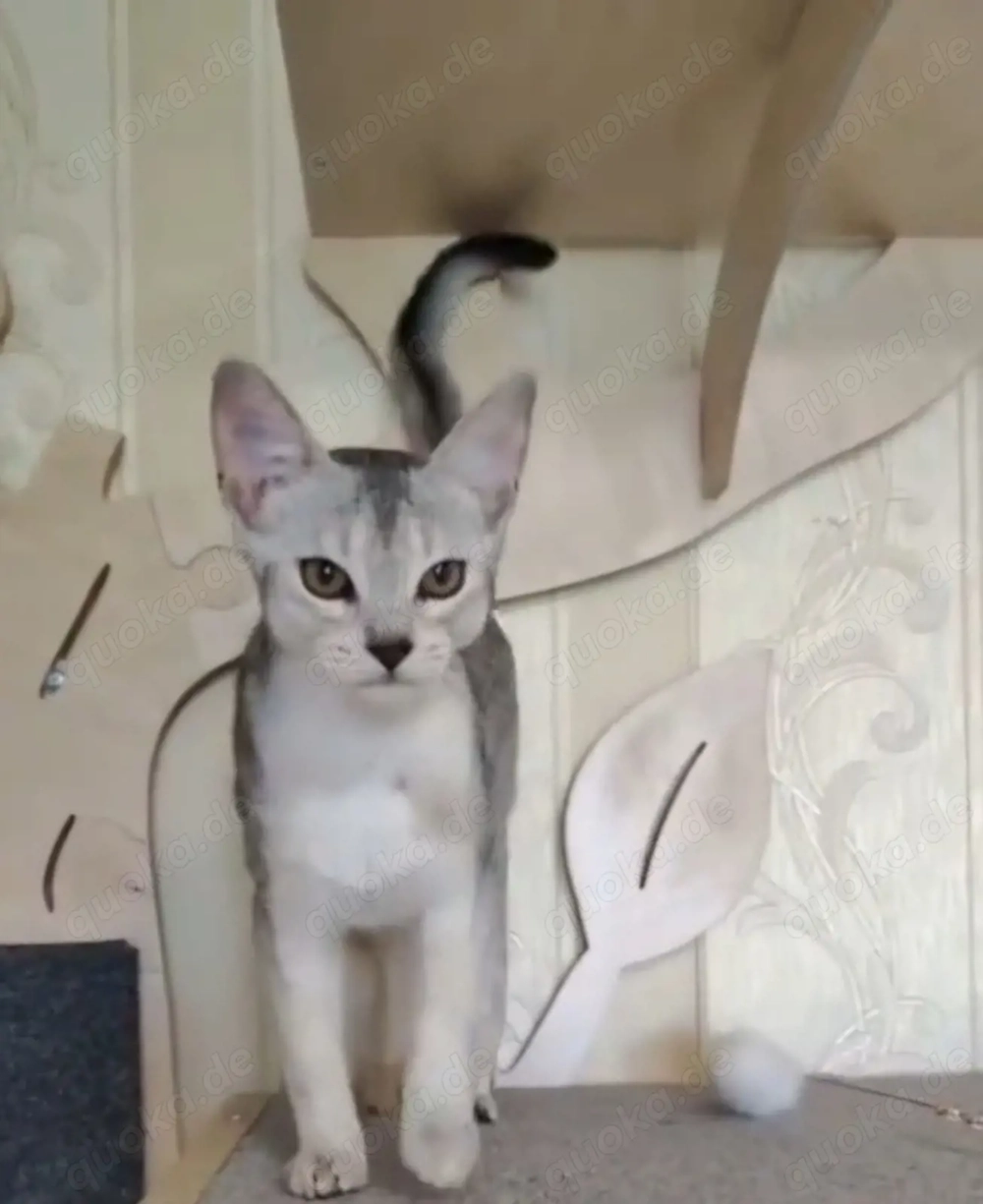  Abessinier-Deckkater in schwarz-silberfarben 