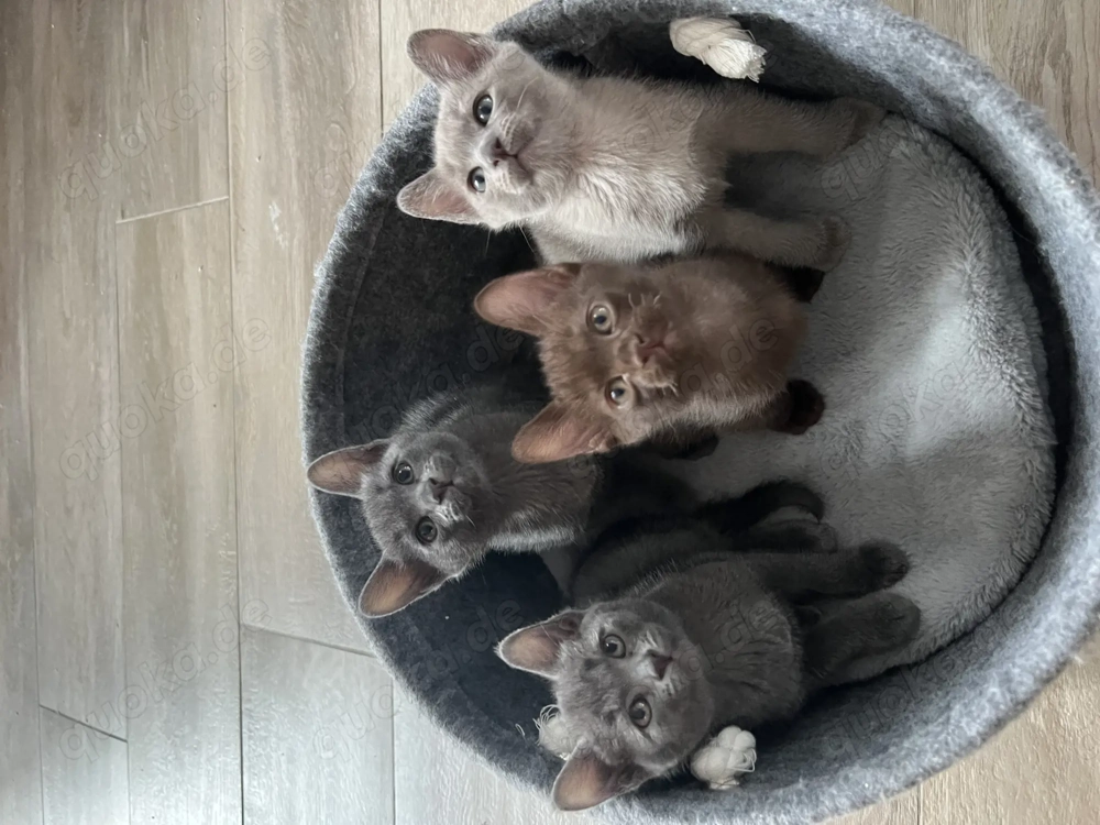 Burma Katzenbabys 