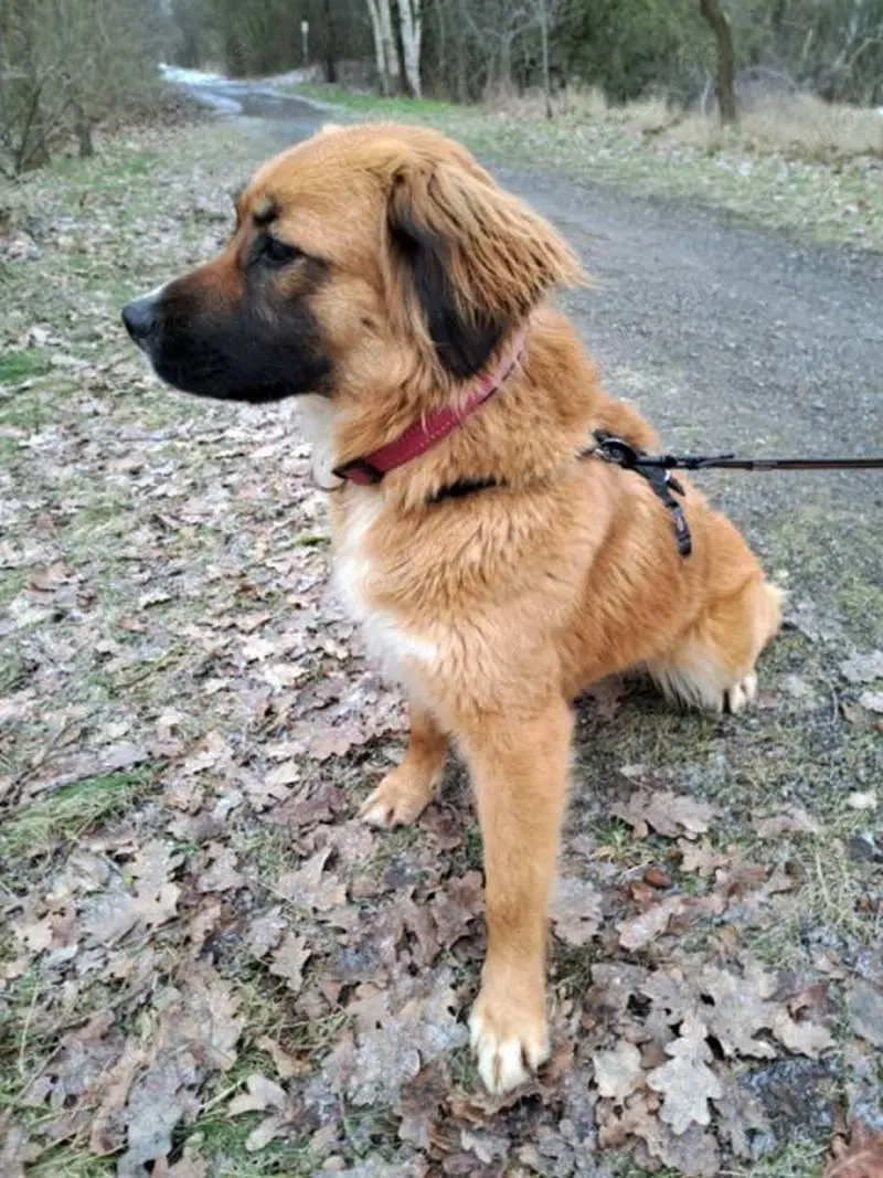 süße Mischlingshündin "Arina" sucht ein Zuhause