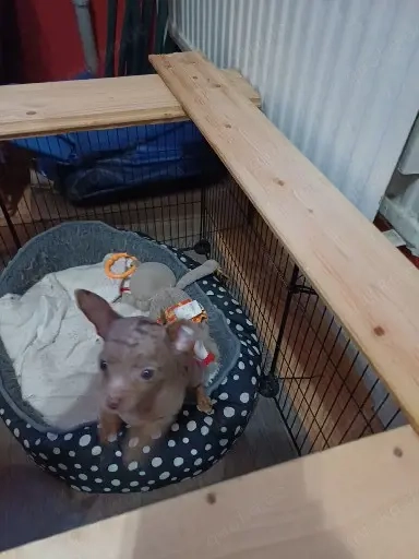 Zwei kleine süße Hunde