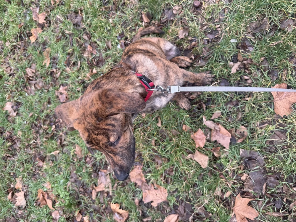 Belgischer Schäferhund 