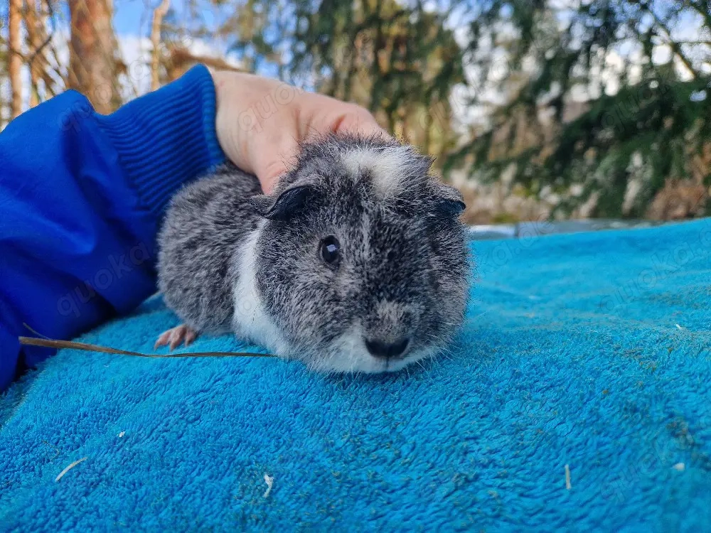 us teddy in Silber agouti weiß 