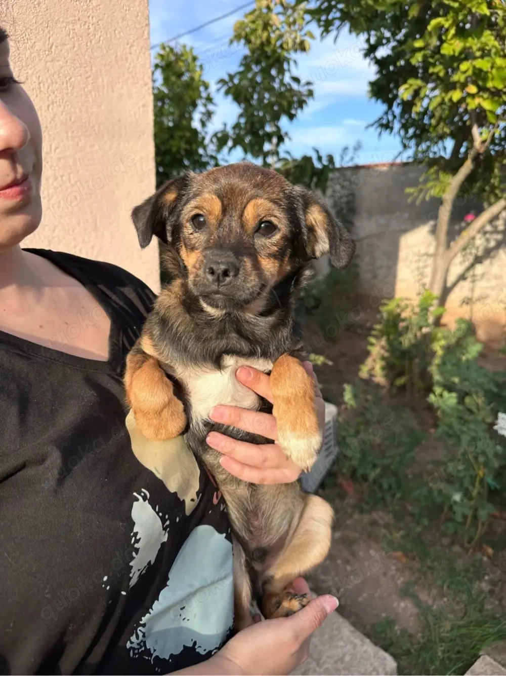 Lustiger Junghund Anselm 