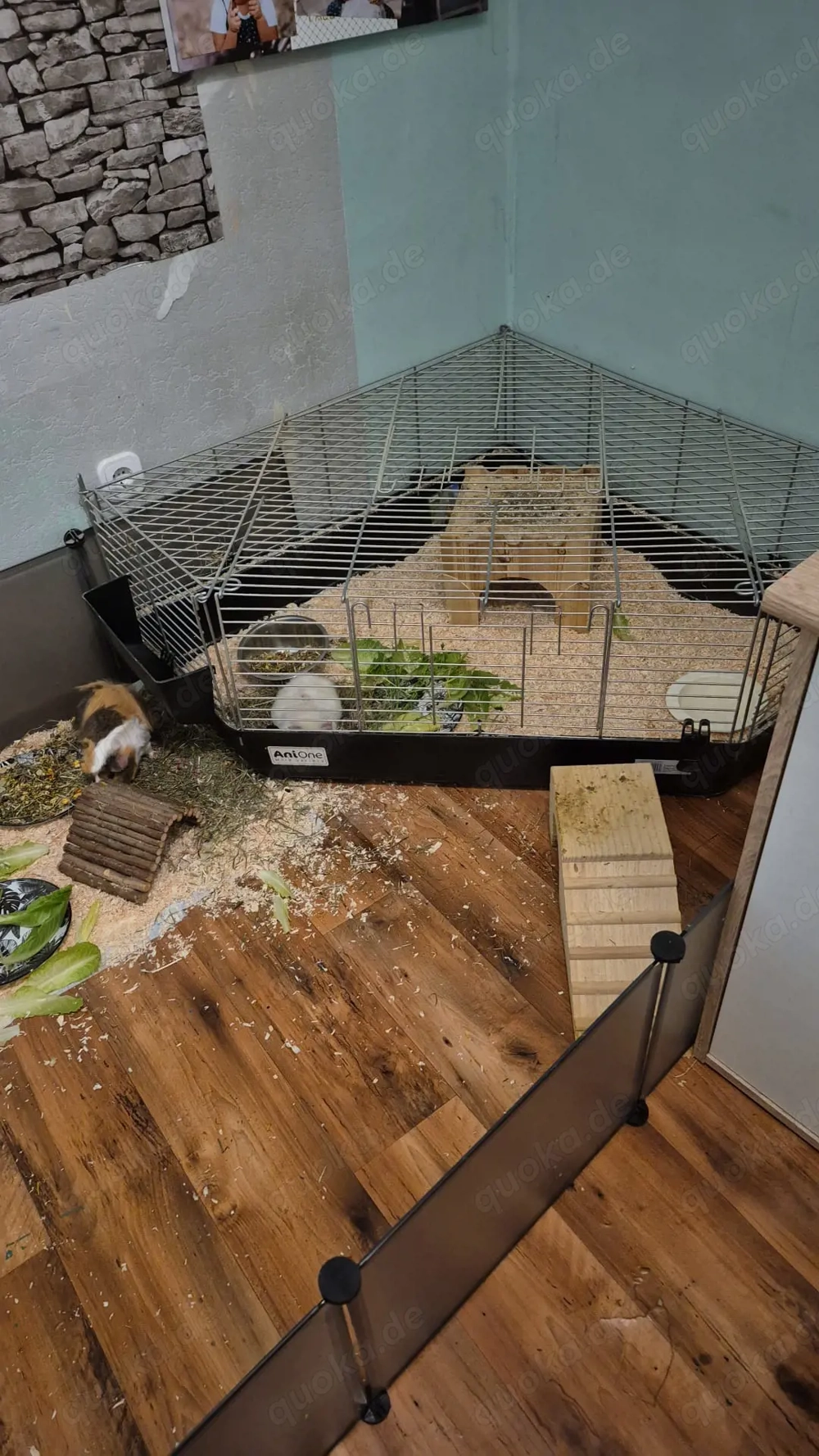 Meerschweinchen abzugeben