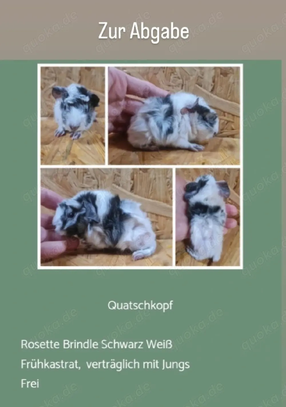 vers. Frühkastrat Meerschweinchen Rosette