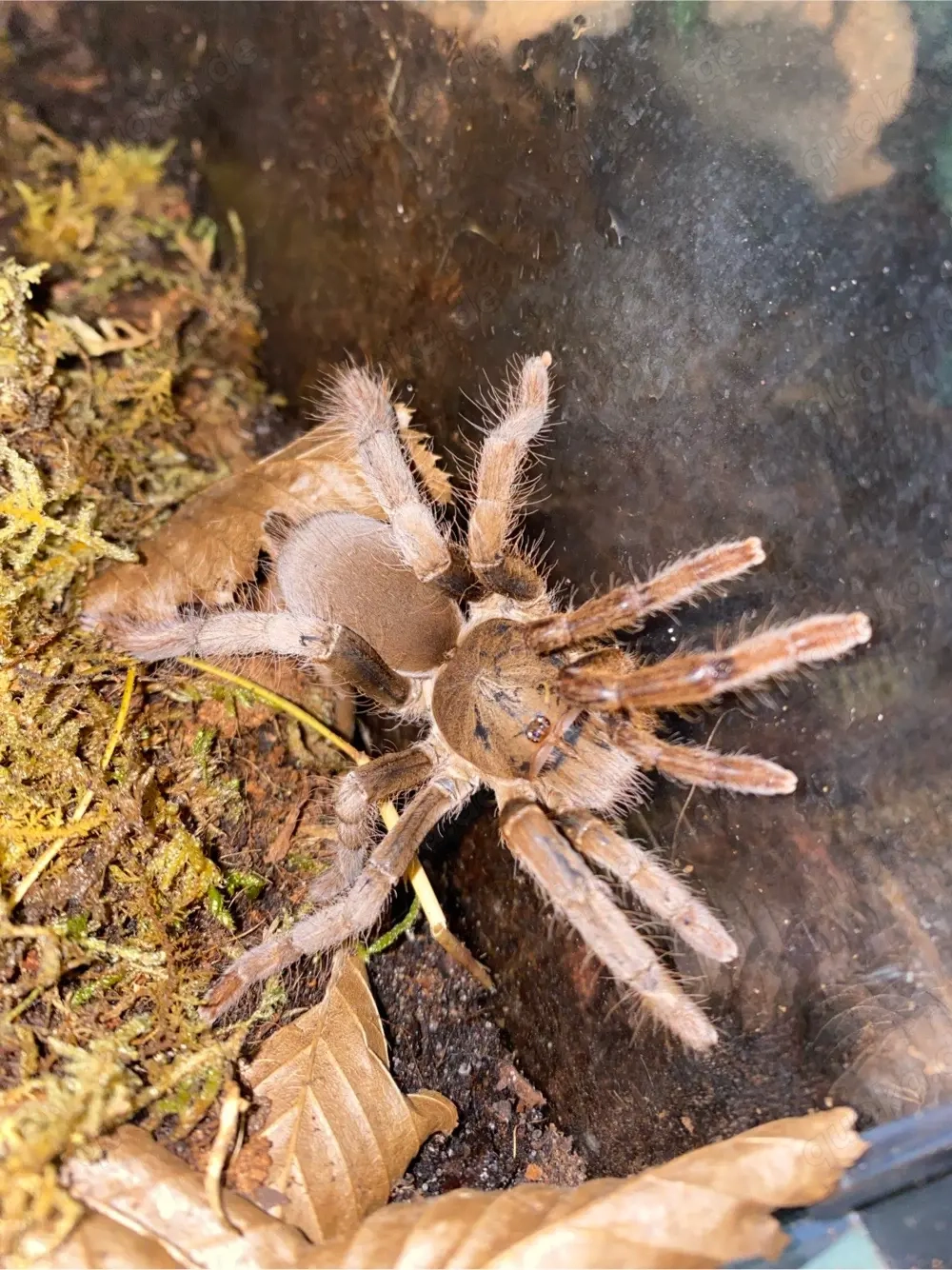 hysterocrates hercules vogelspinne 