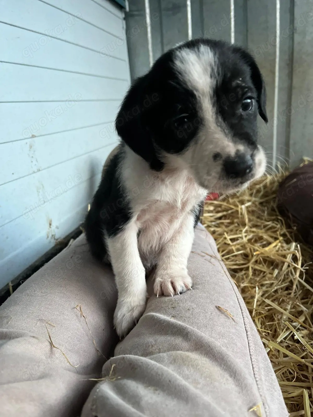 Süßer Brackenmischlingsrüde Naruto sucht seine Familie