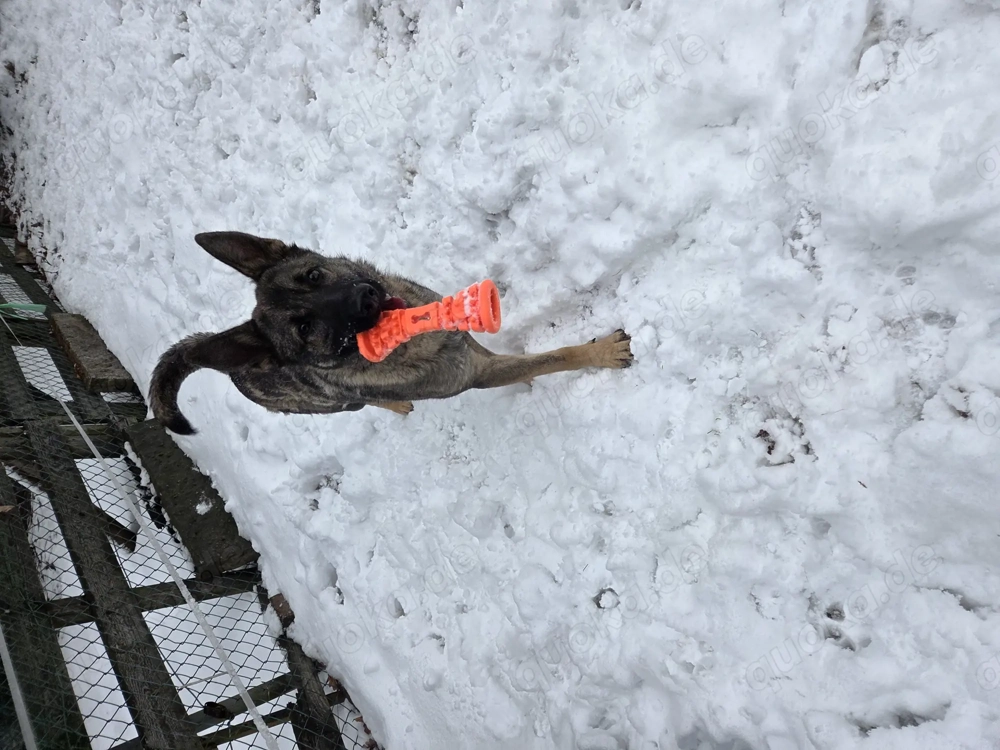 Schäferhündin abzugeben 