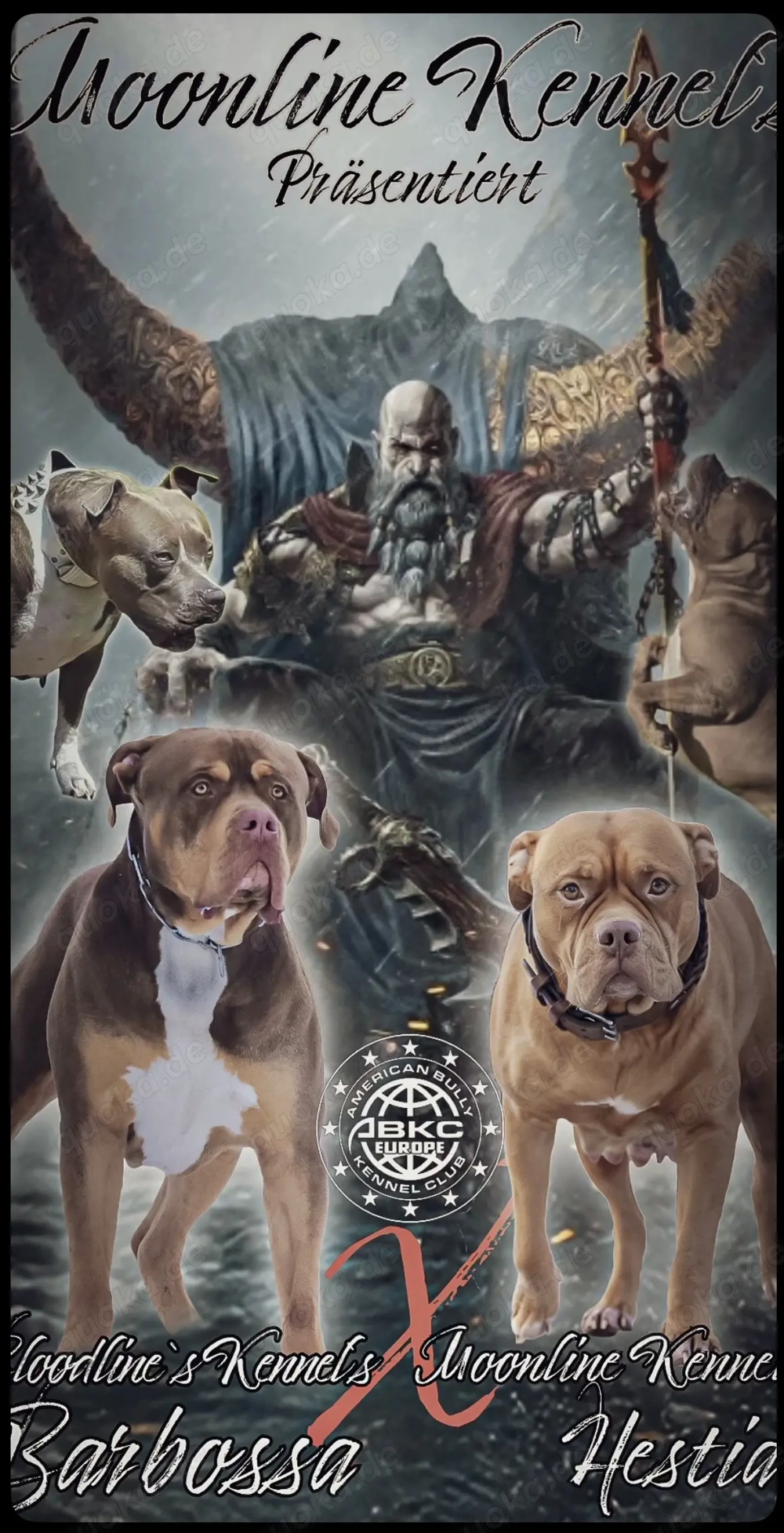 American Bully XL Welpen