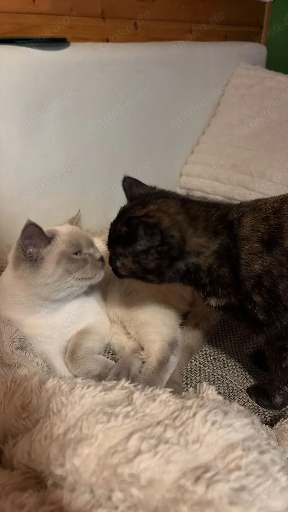 Suche BKH  BKH mix Kitten oder 1-1,5 Jahre alte Katze
