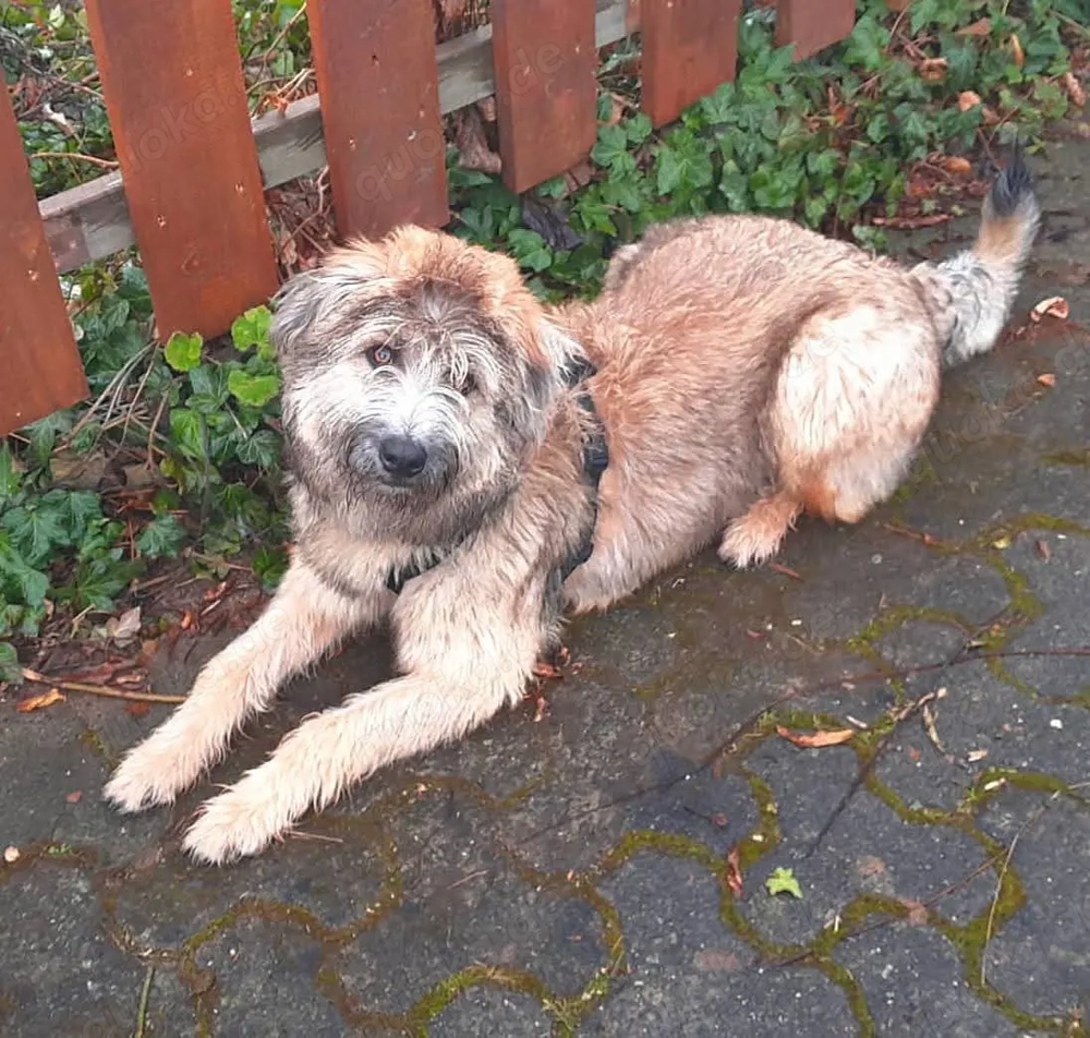 Tucker sucht herdierfahrenes Zuhause 