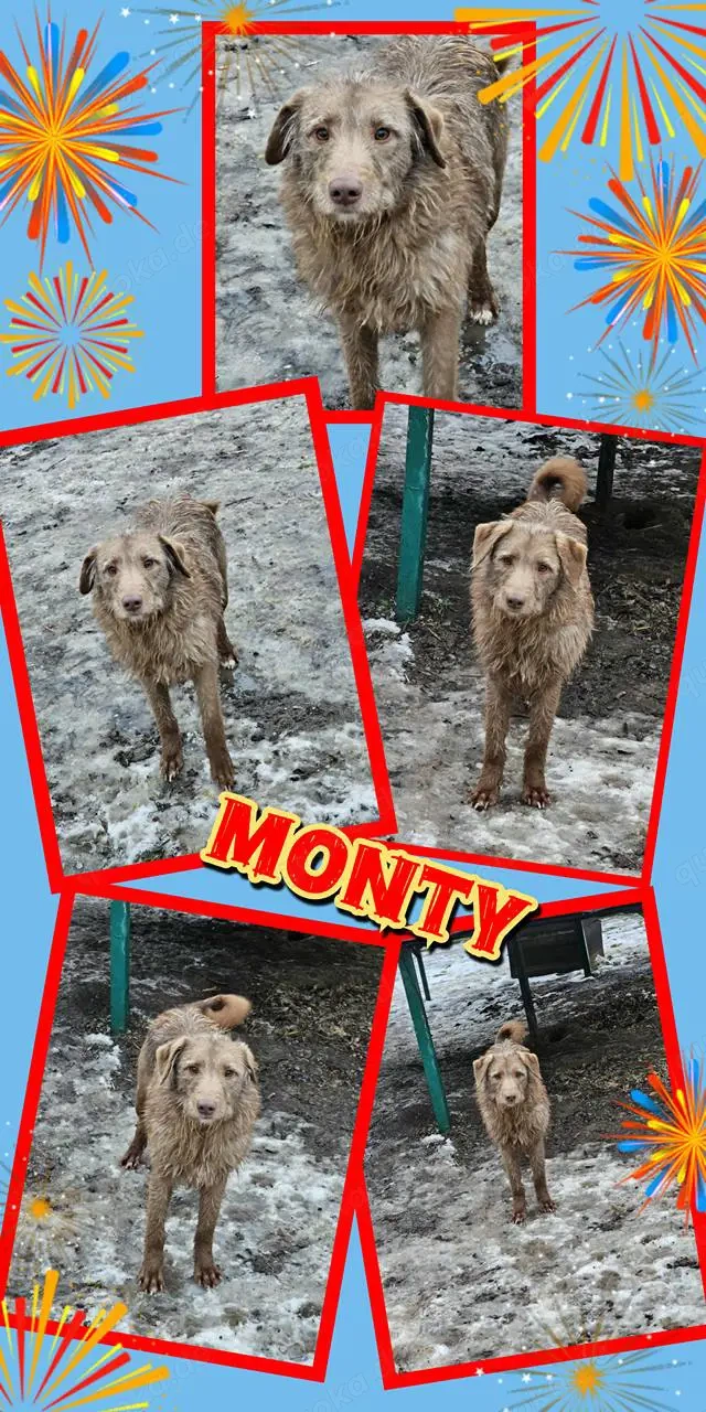 lieber, menschenbezogener, wunderschöner Rüde "Monty" wünscht sich so sehr ein Zuhause