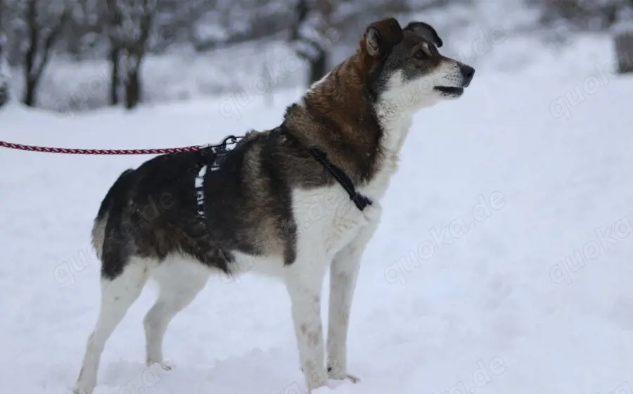 Liebenswerte Prea sucht ihr Altersruhe-Körbchen