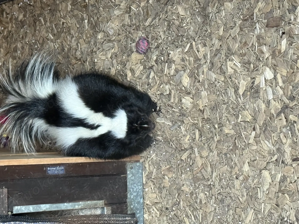 Stinktier Rüde Skunk