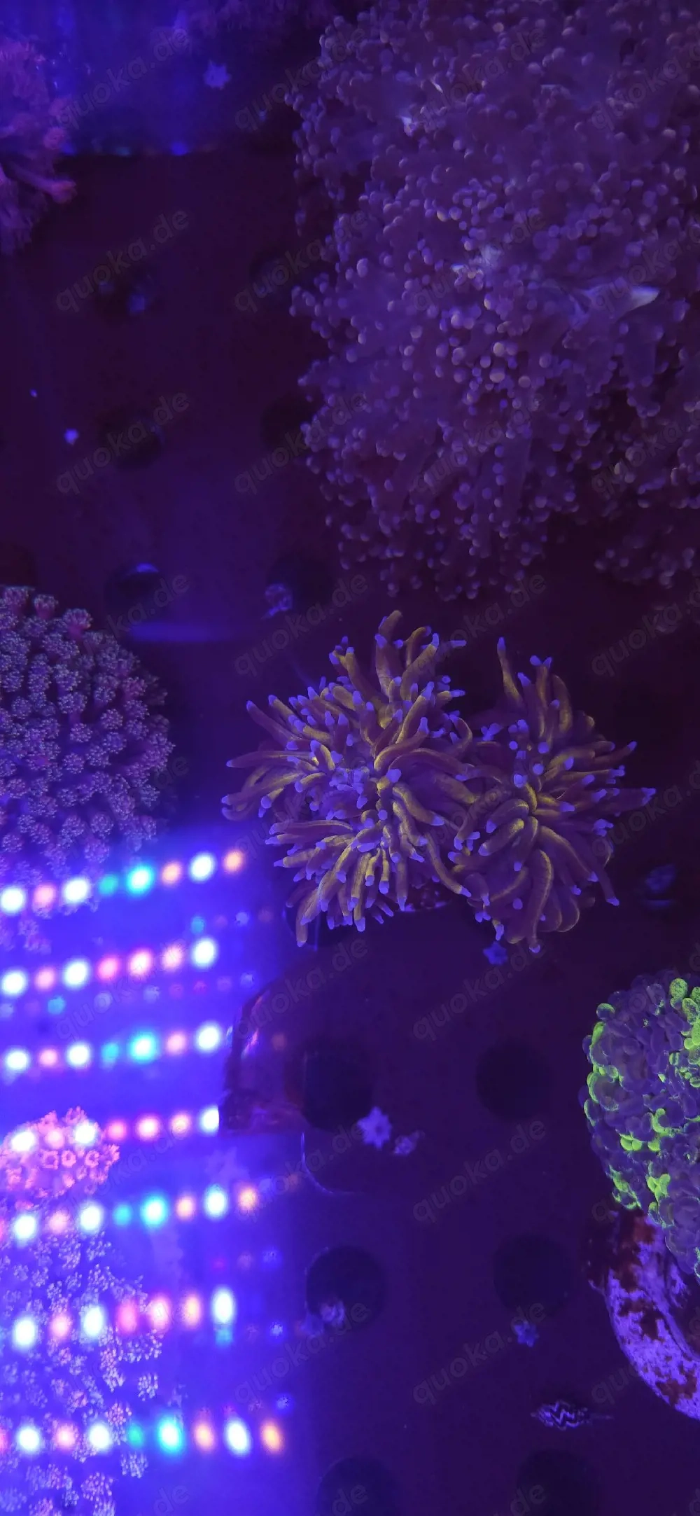 Bis zu 25%!!! Acropora, Euphyllia, Goniopora, LPS, SPS, Zoas, Korallen, Meerwasser