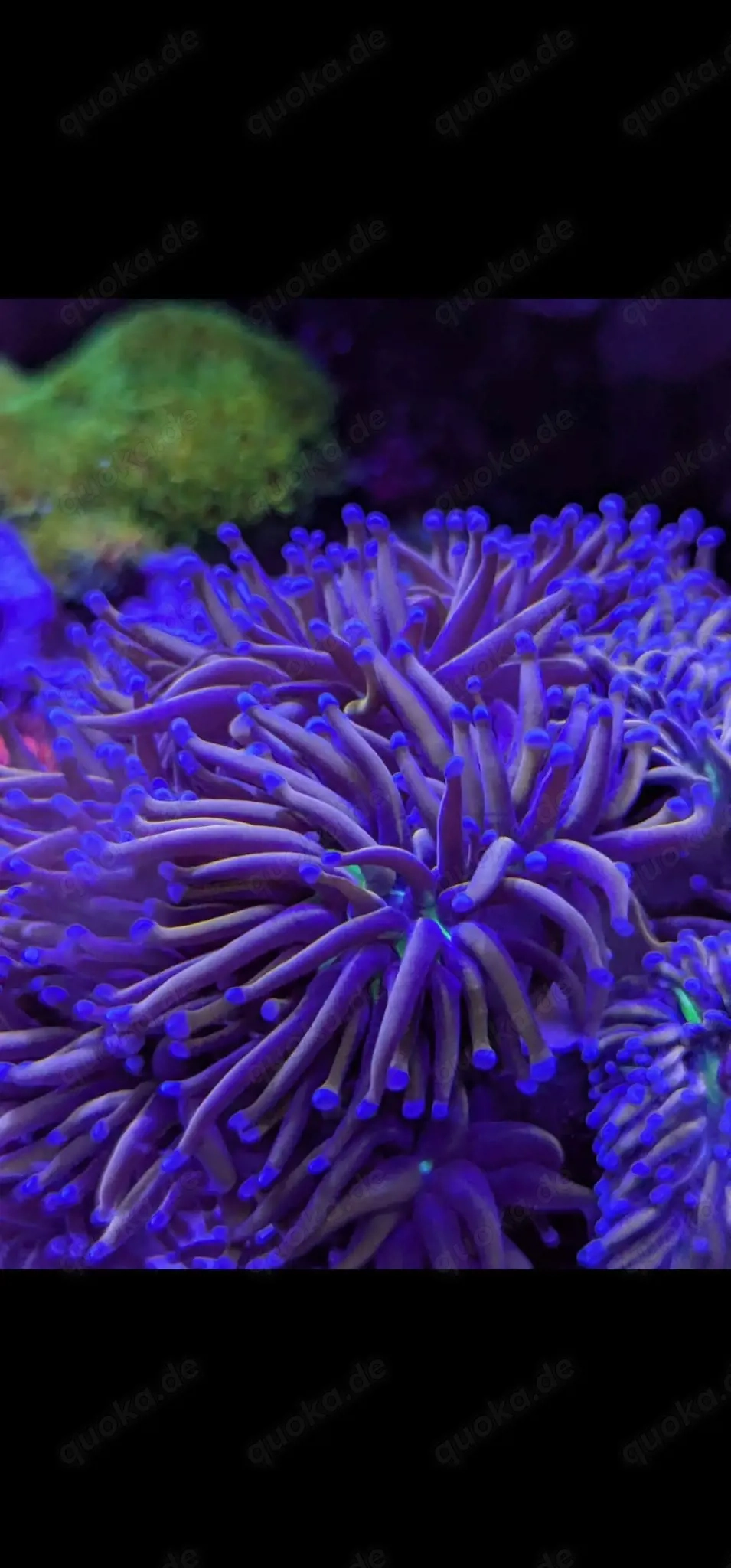 Meerwasser Korallen Euphyllia glabrescens 