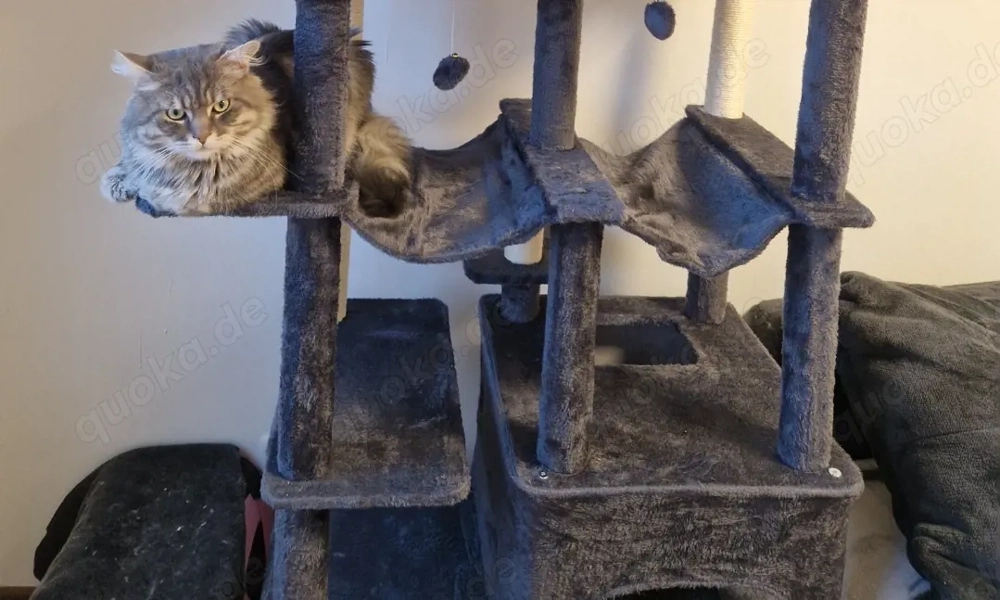 Maine Coon deckkater 