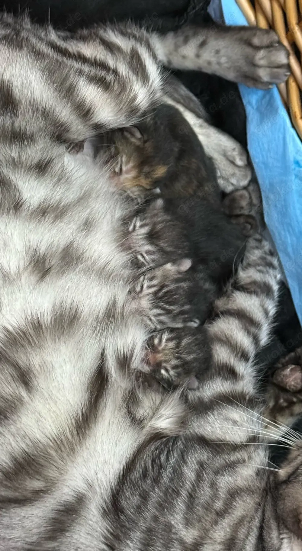 Bengalkitten männlich liebevoll und sehr zahm