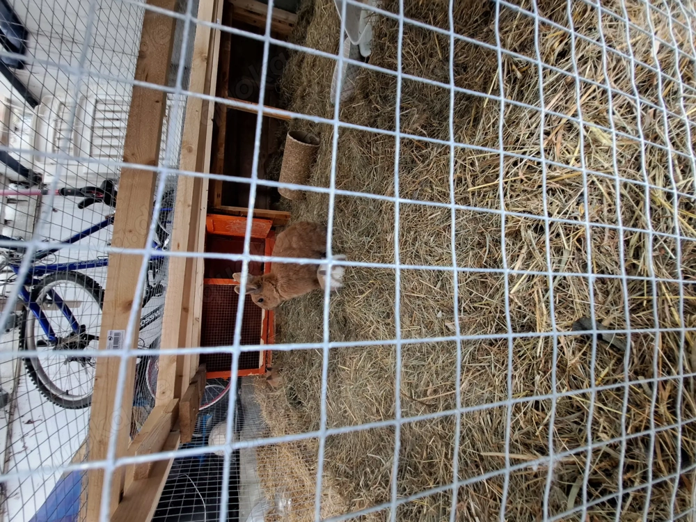 Baby Zwergkaninchen 