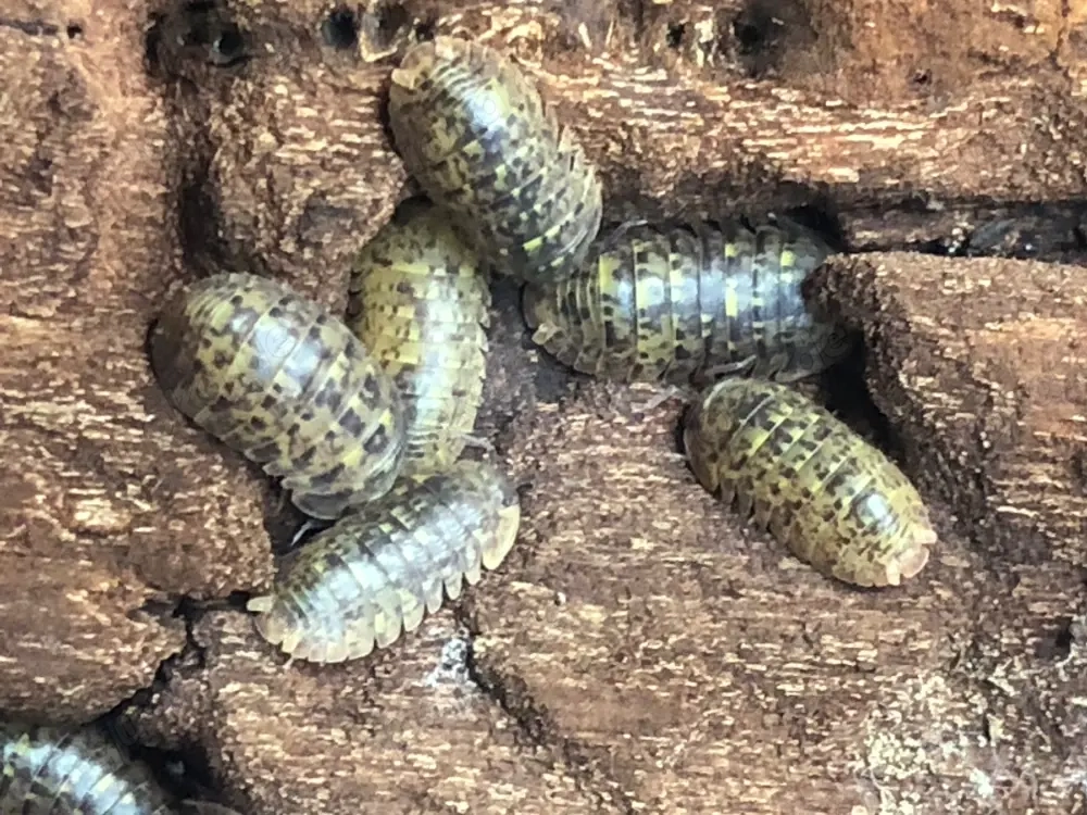 Filipinodillo sp. "Dingalan Giants"   beeindruckende Groß-Asseln 