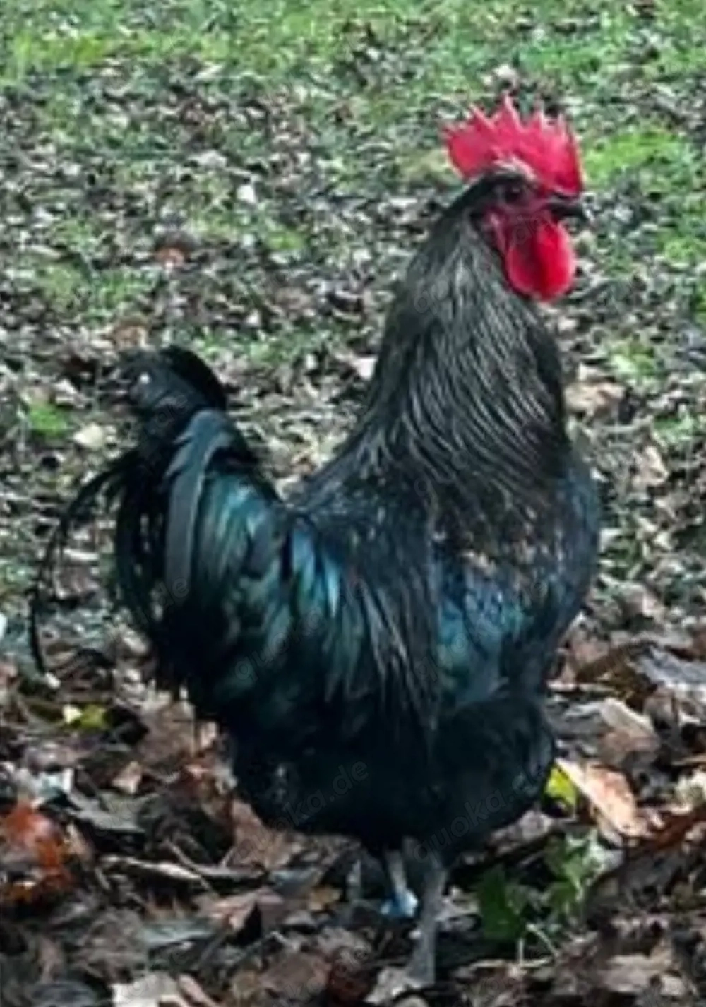 Bruteier reinrasssige Silverudds Blä (SKF)