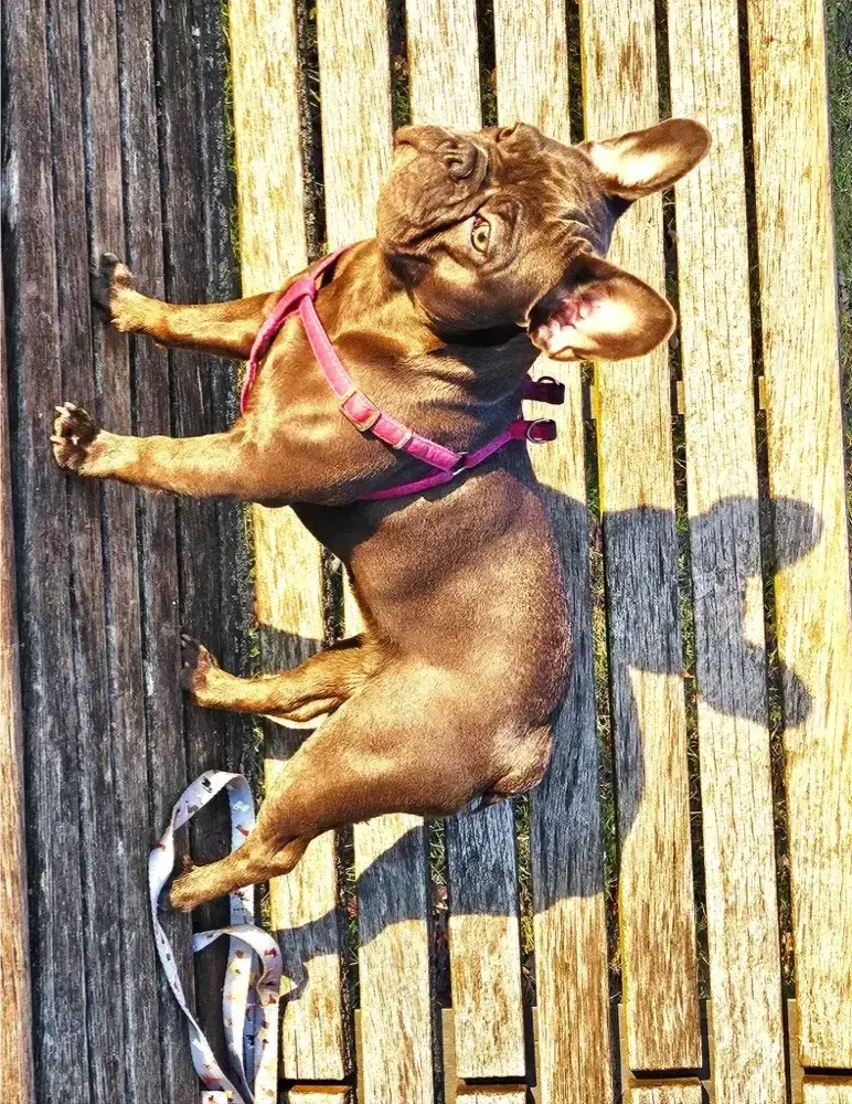 französische bulldoge Blau