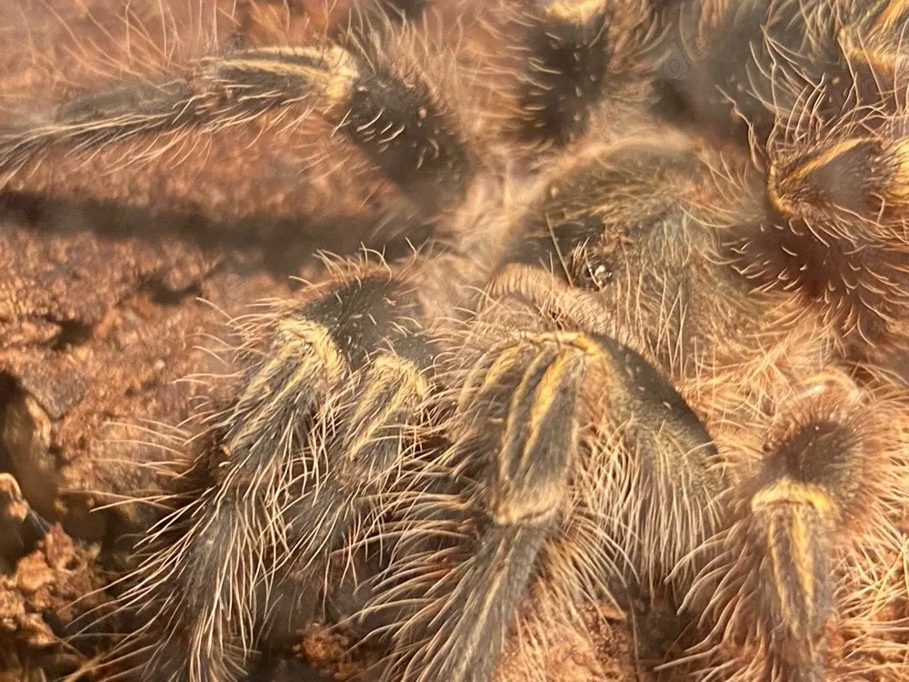     Acanthoscurria geniculata (Weißknievogelspinne)