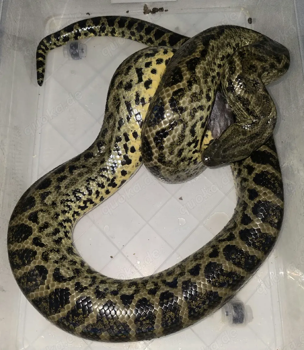 1,2 gelbe Anakonda auch tausch möglich