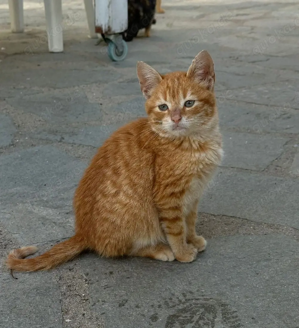 Kitten Katze Kater Tierschutz Bundesweite Vermittlung 