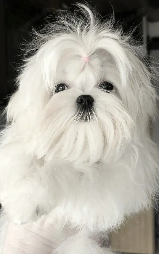Koreanischer Malteser Hündin