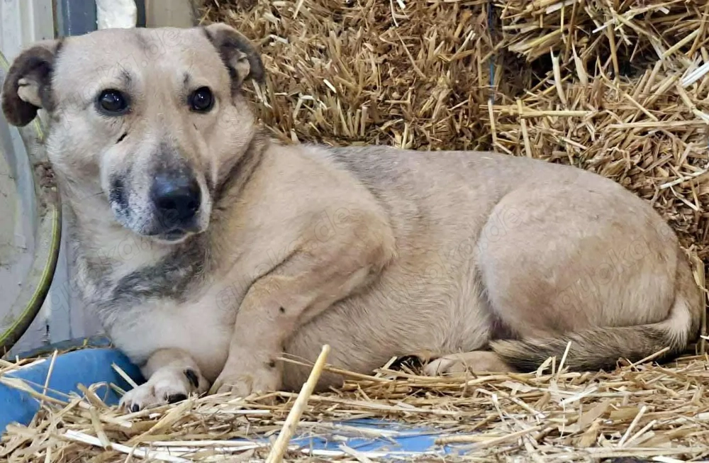 Kleiner ängstlicher Hundebub Balou
