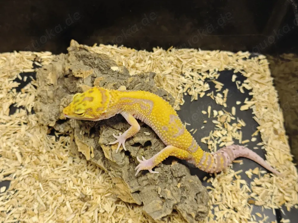 1.0 bellagio  leopardgecko