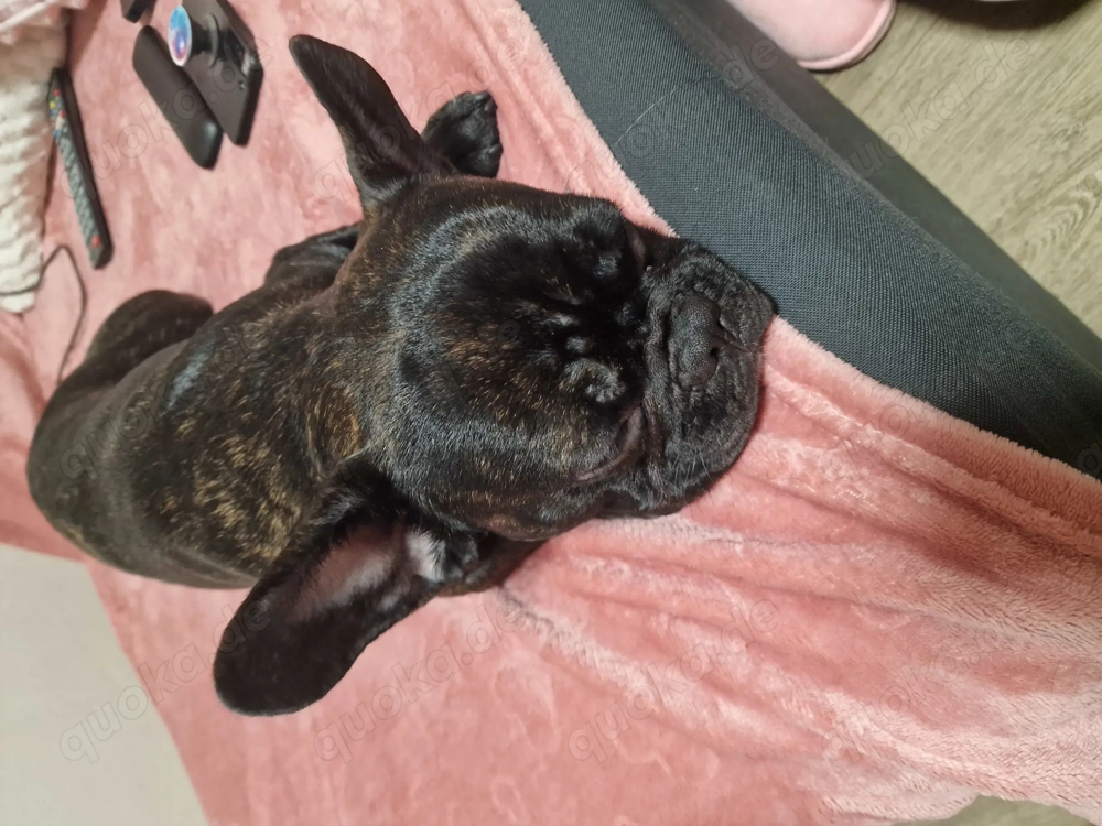 Französische Bulldogge 
