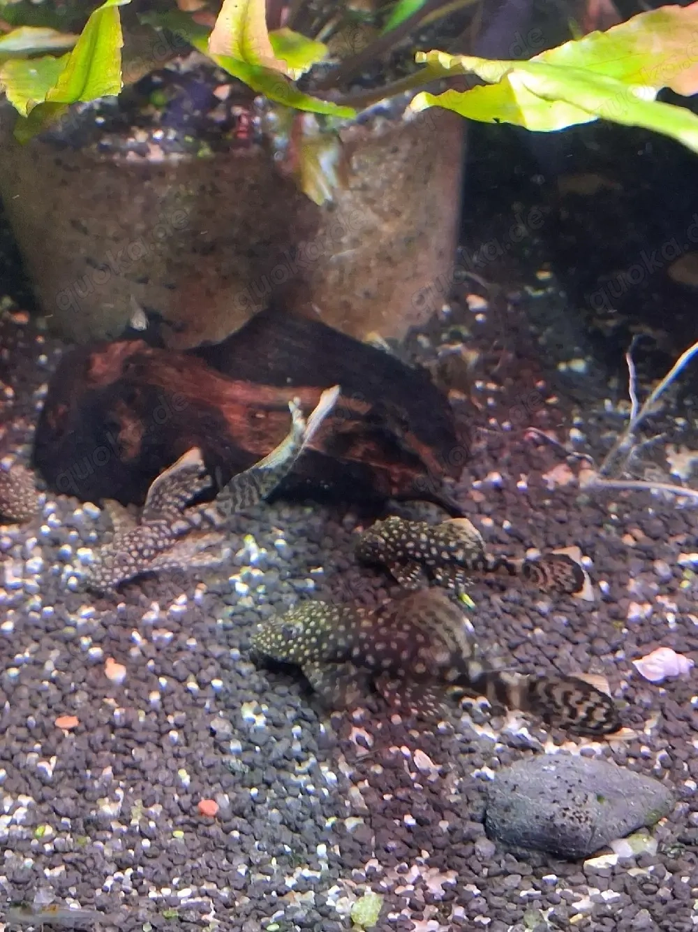 Antennenwels (Ancistrus)