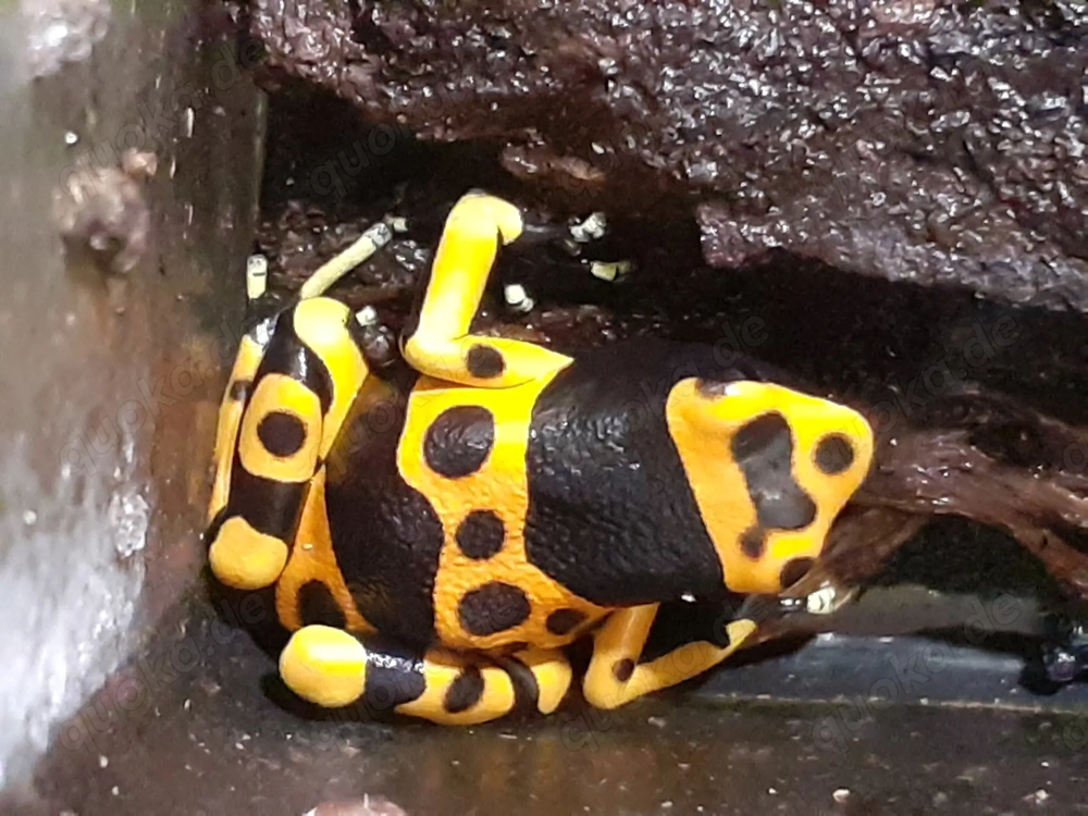 Dendrobates Leucomelas