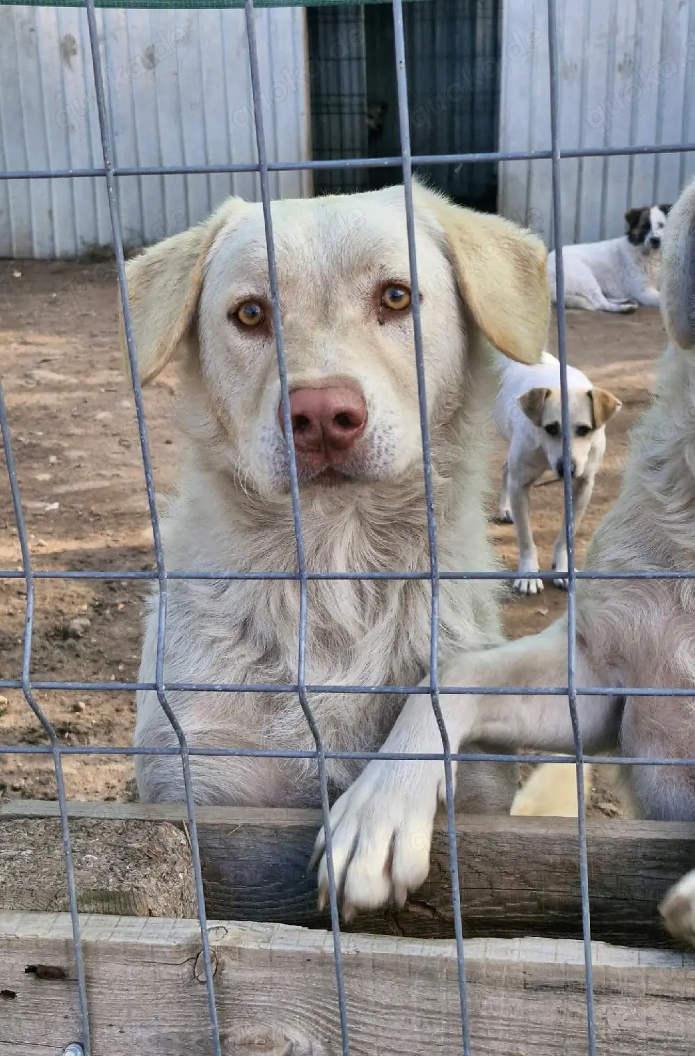 Bim wartet immer noch auf seine Menschen