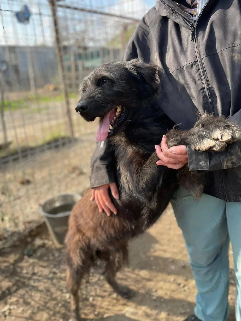 Marvin liebt die Aufmerksamkeit des Menschen 