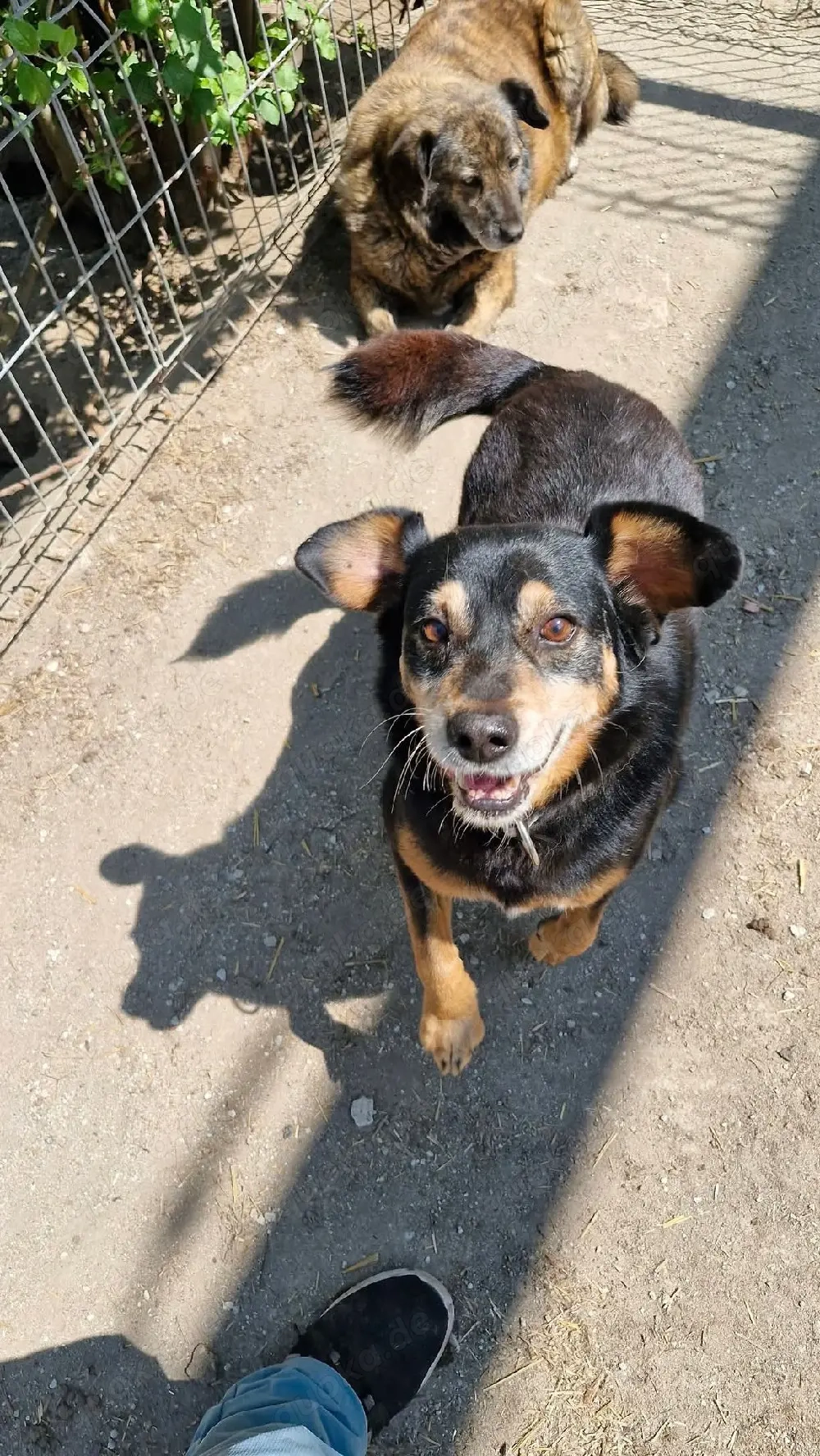 Bogi wäre gern Einzelprinz