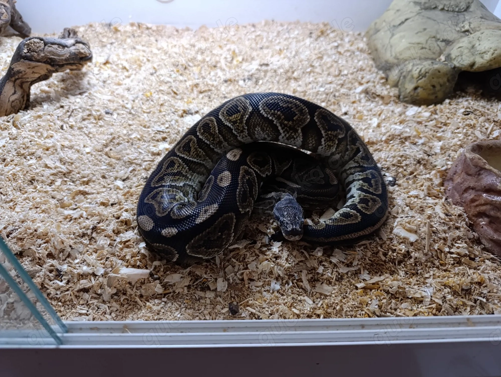 Königspython Bestandsauflösung 