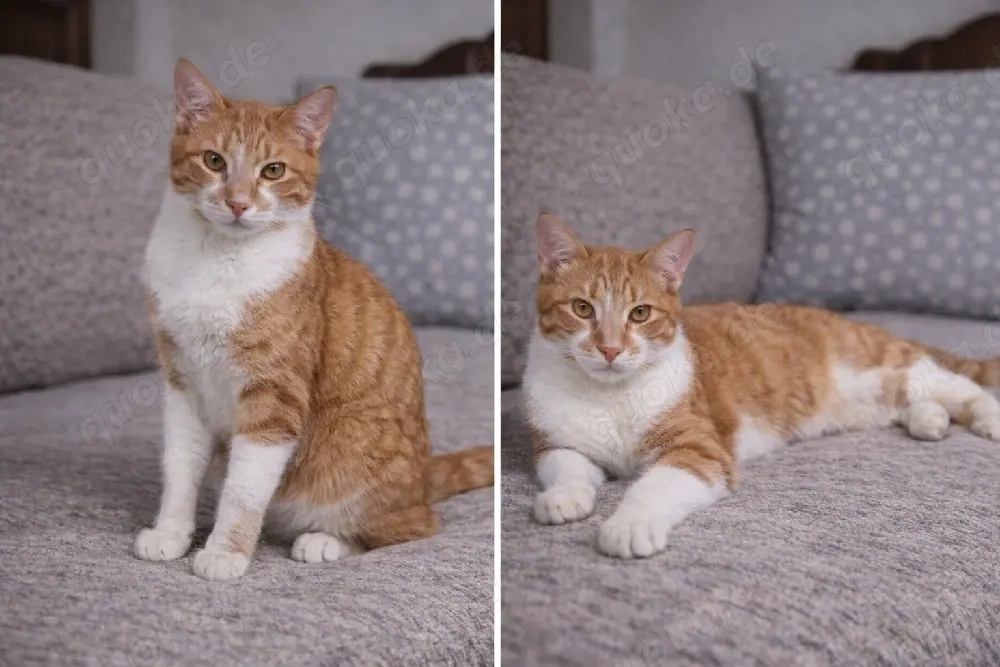 Katze Tierschutz Marina Bundesweite Vermittlung 