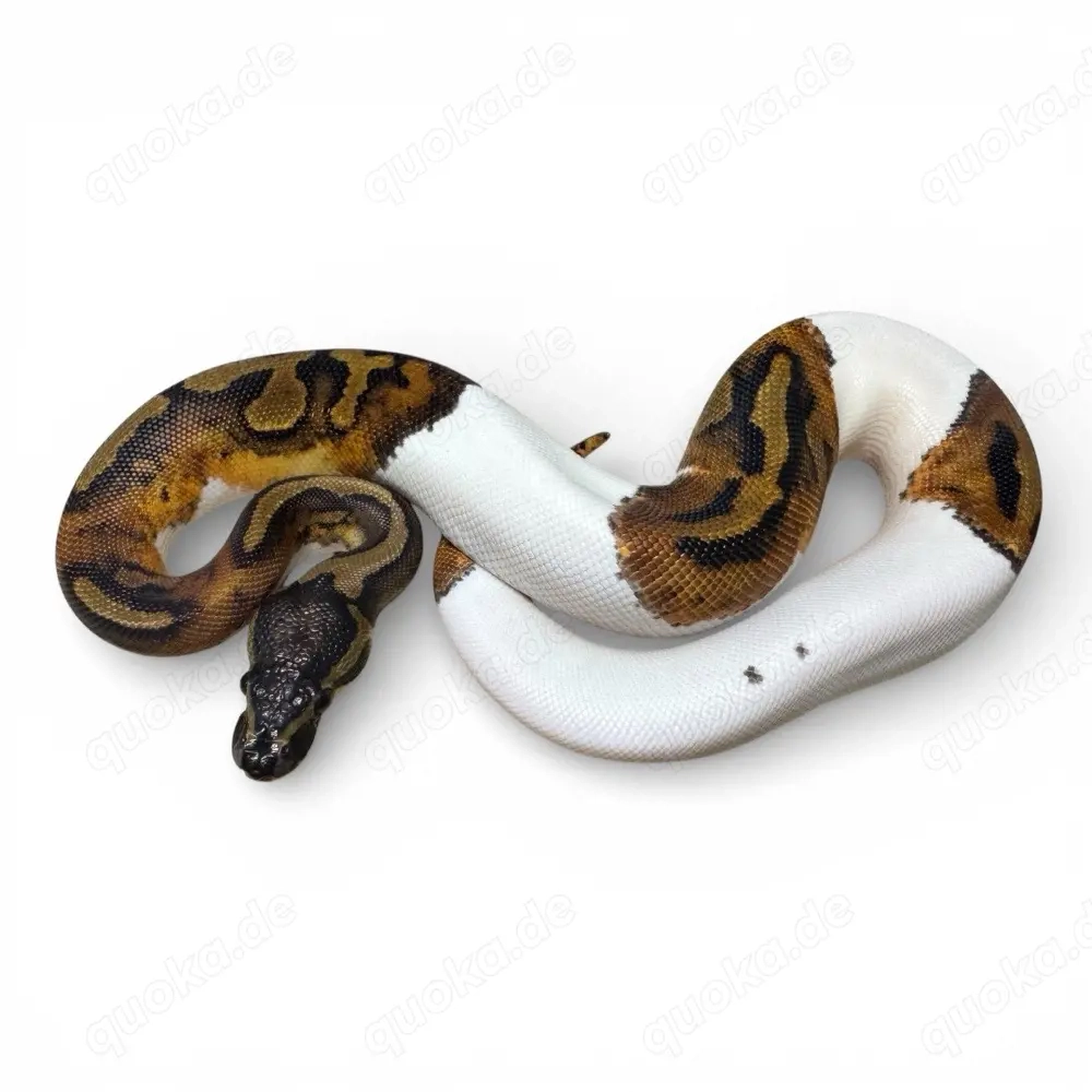 0.1 Baby Königspython Weibchen