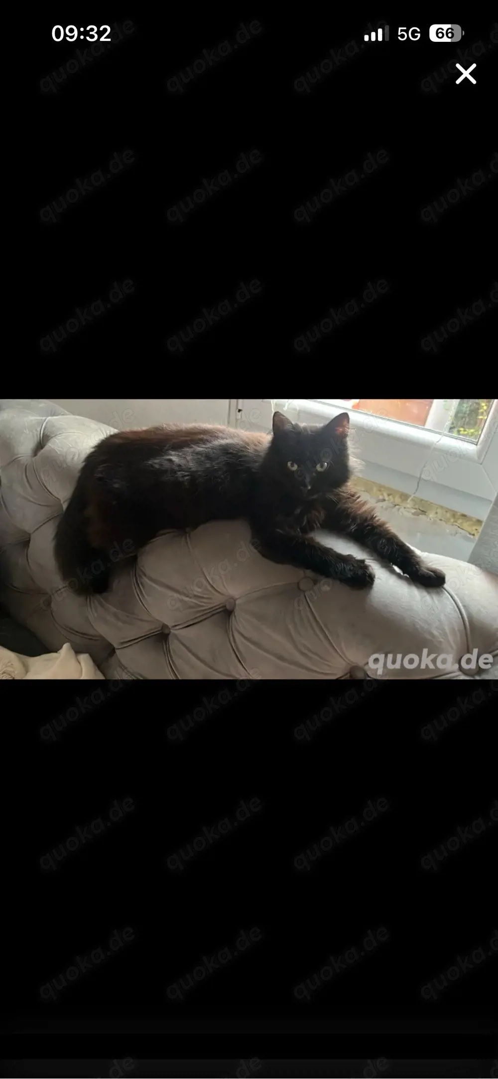 zwei katzen Mädchen suchen ein liebevolles Zuhause mit Garten