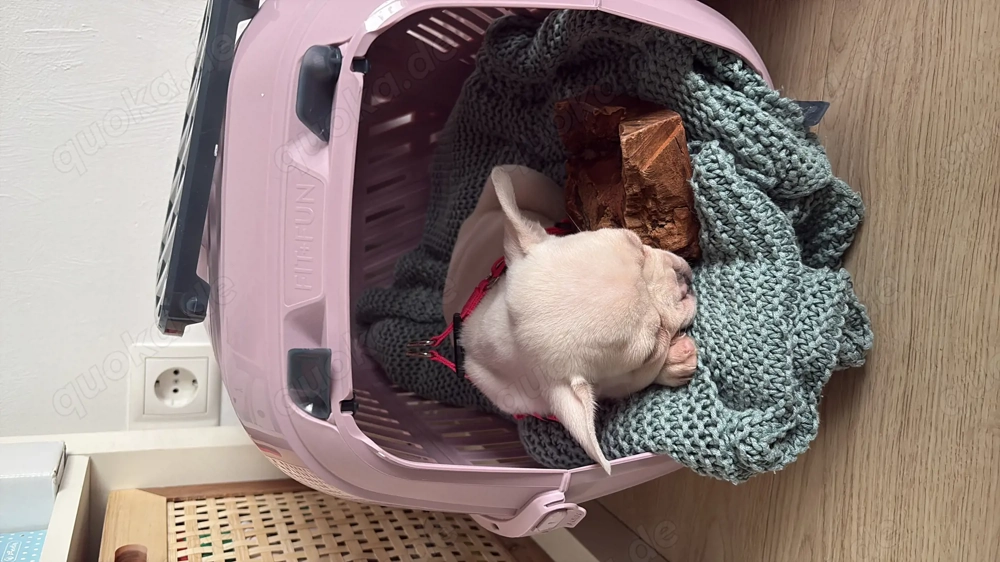 Französische Bulldogge weiblich