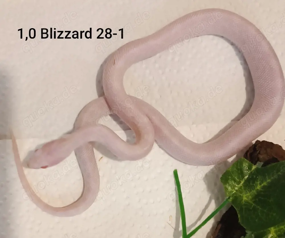Pituophis catenifer affinis, Sonora Gophersnake, Nattern