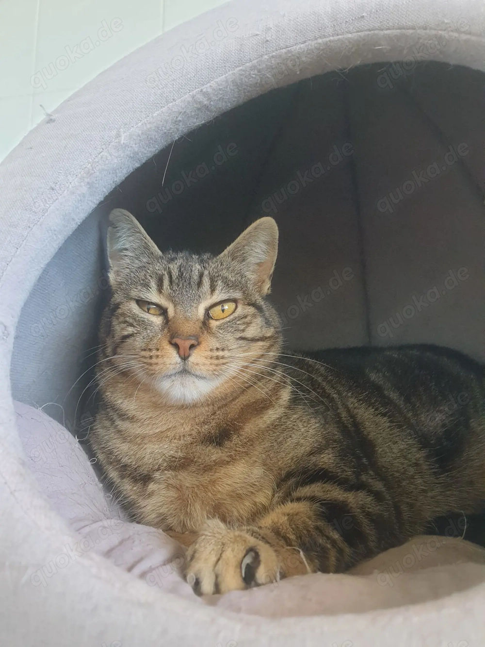 Groga sucht ihr Zuhause - Einzelkatze mit Freigang